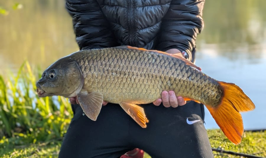 Fish caught at Ash Lake