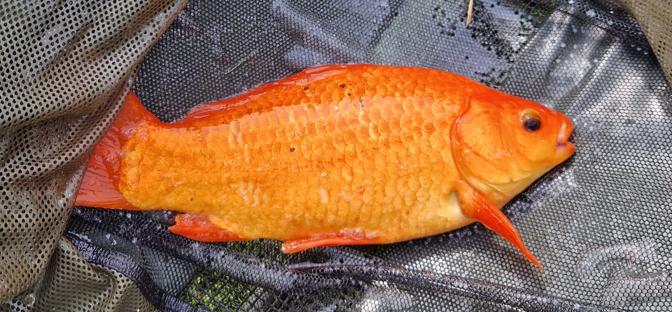 Fish caught at Ash Lake