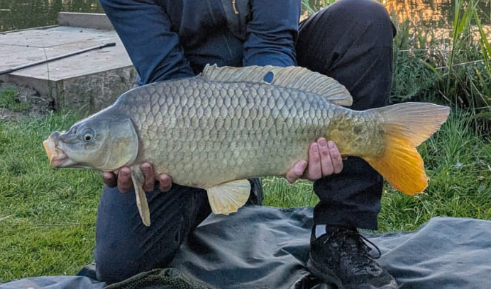 Fish caught at Ash Lake