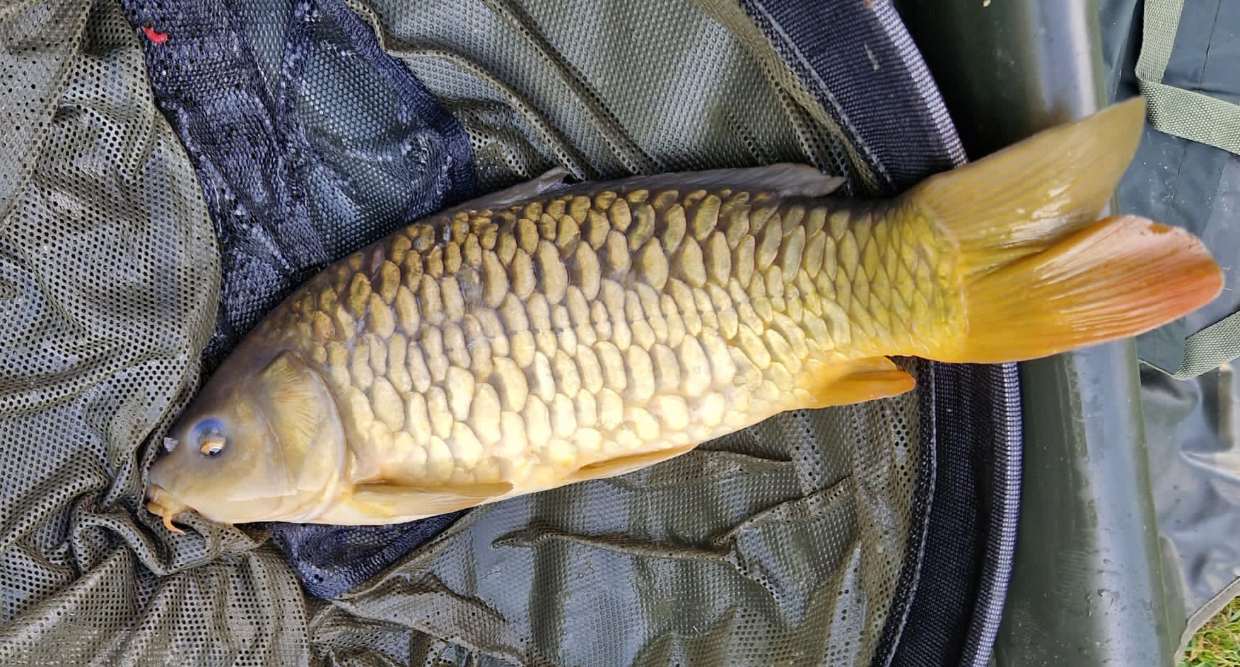 Fish caught at Ash Lake