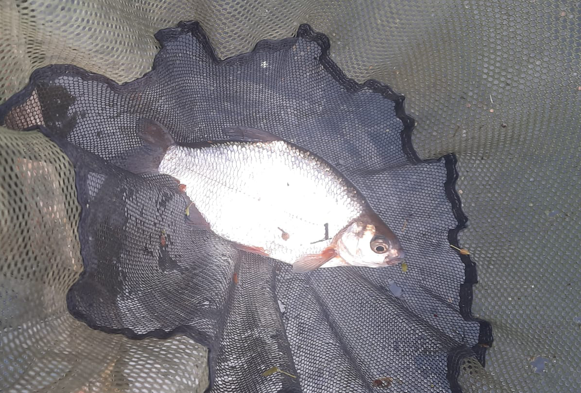 Fish caught at Elm Lake