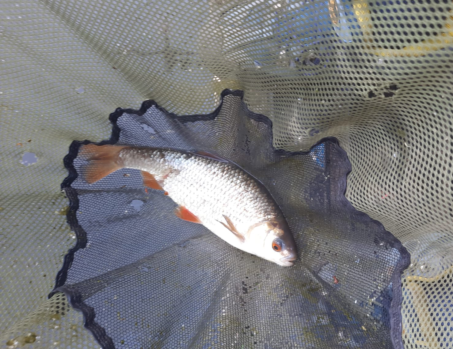 Fish caught at Elm Lake