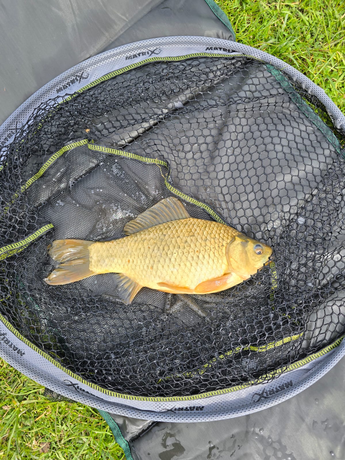 Fish caught at Elm Lake