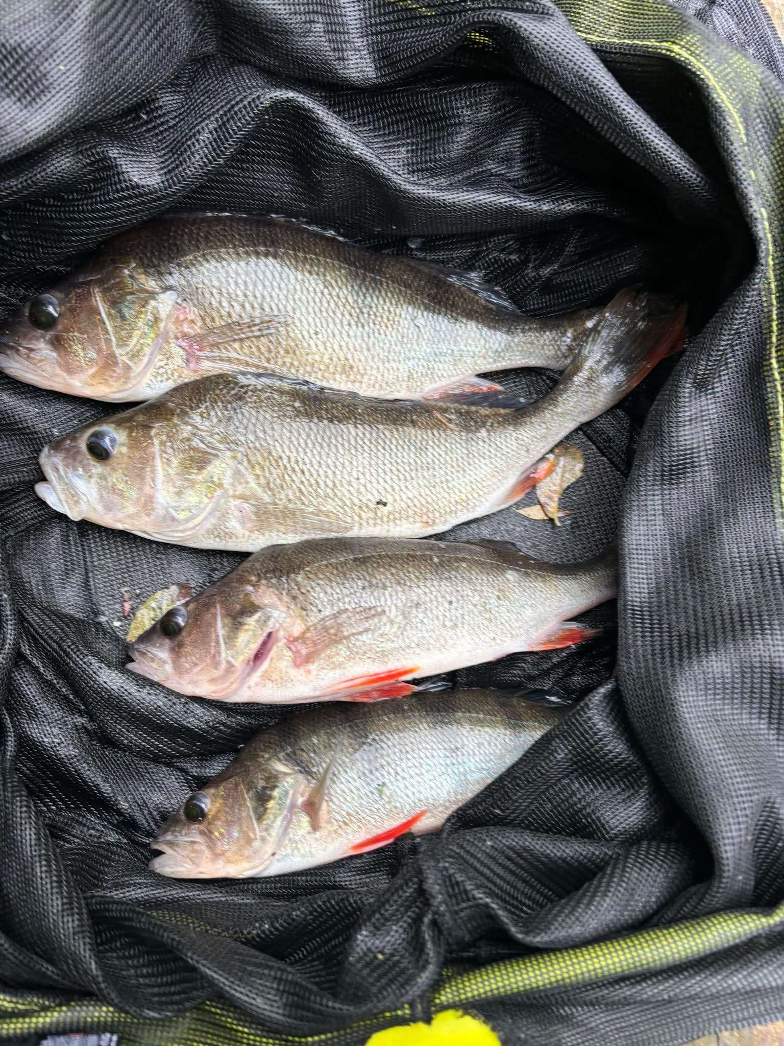 Fish caught at Elm Lake