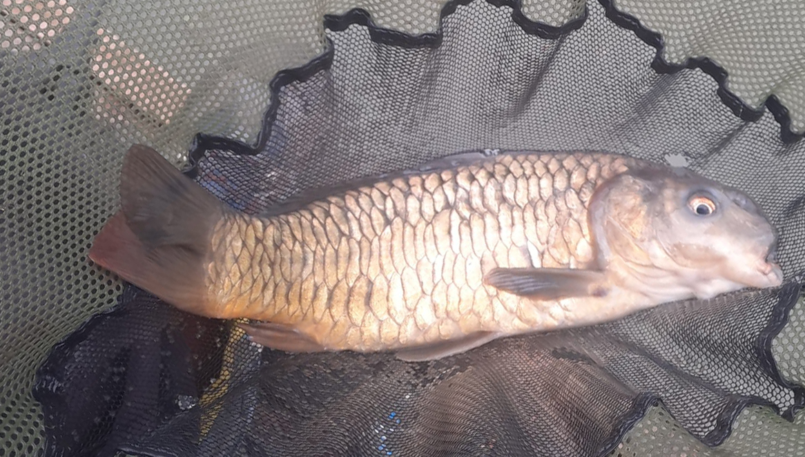 Fish caught at Oak Lake