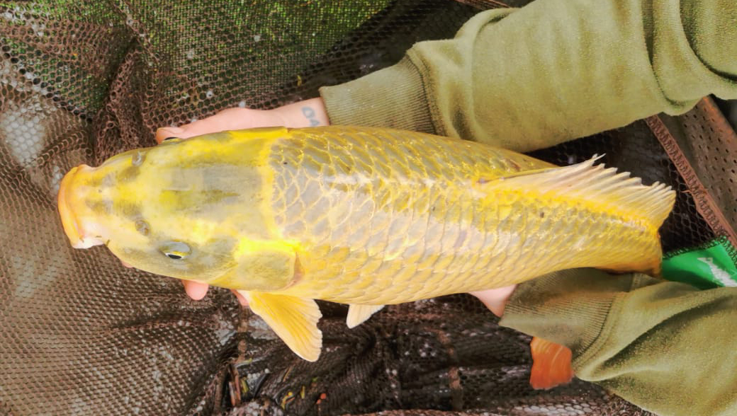 Fish caught at Oak Lake