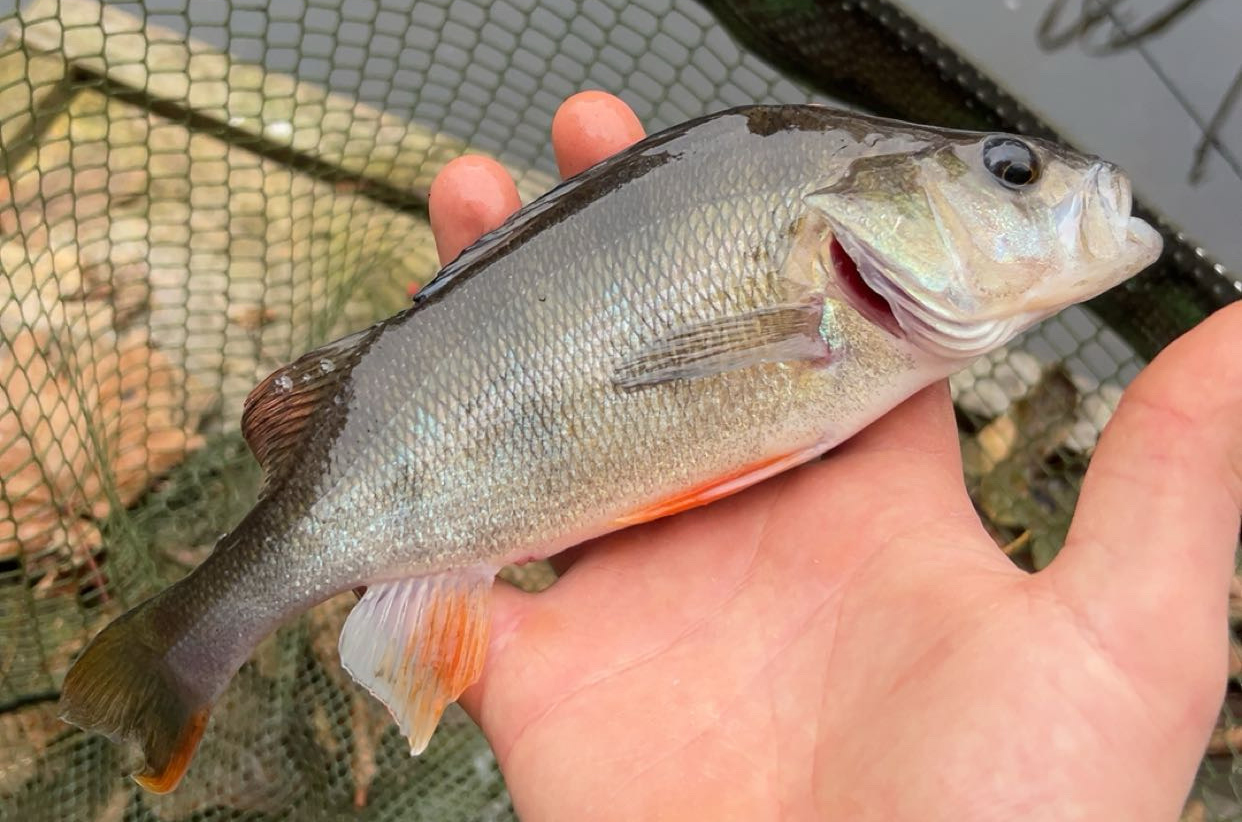 Fish caught at Oak Lake
