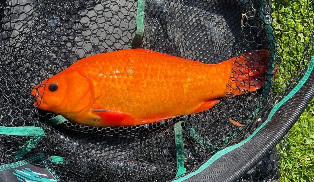Fish caught at Oak Lake