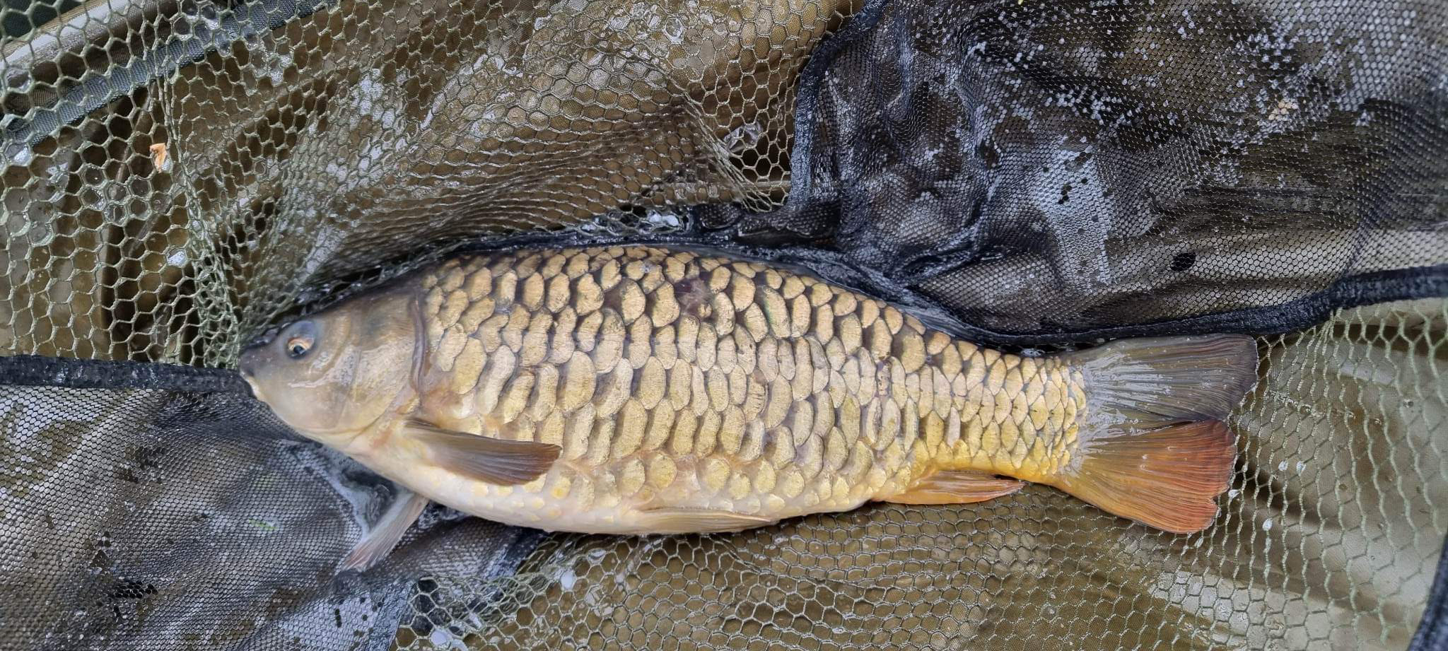 Fish caught at Oak Lake