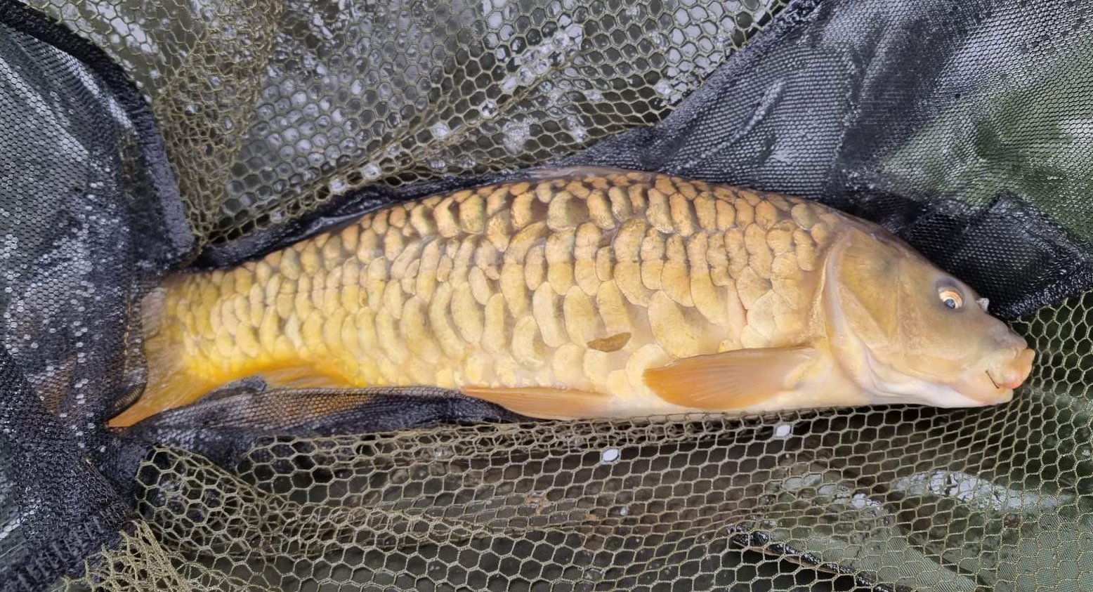 Fish caught at Oak Lake