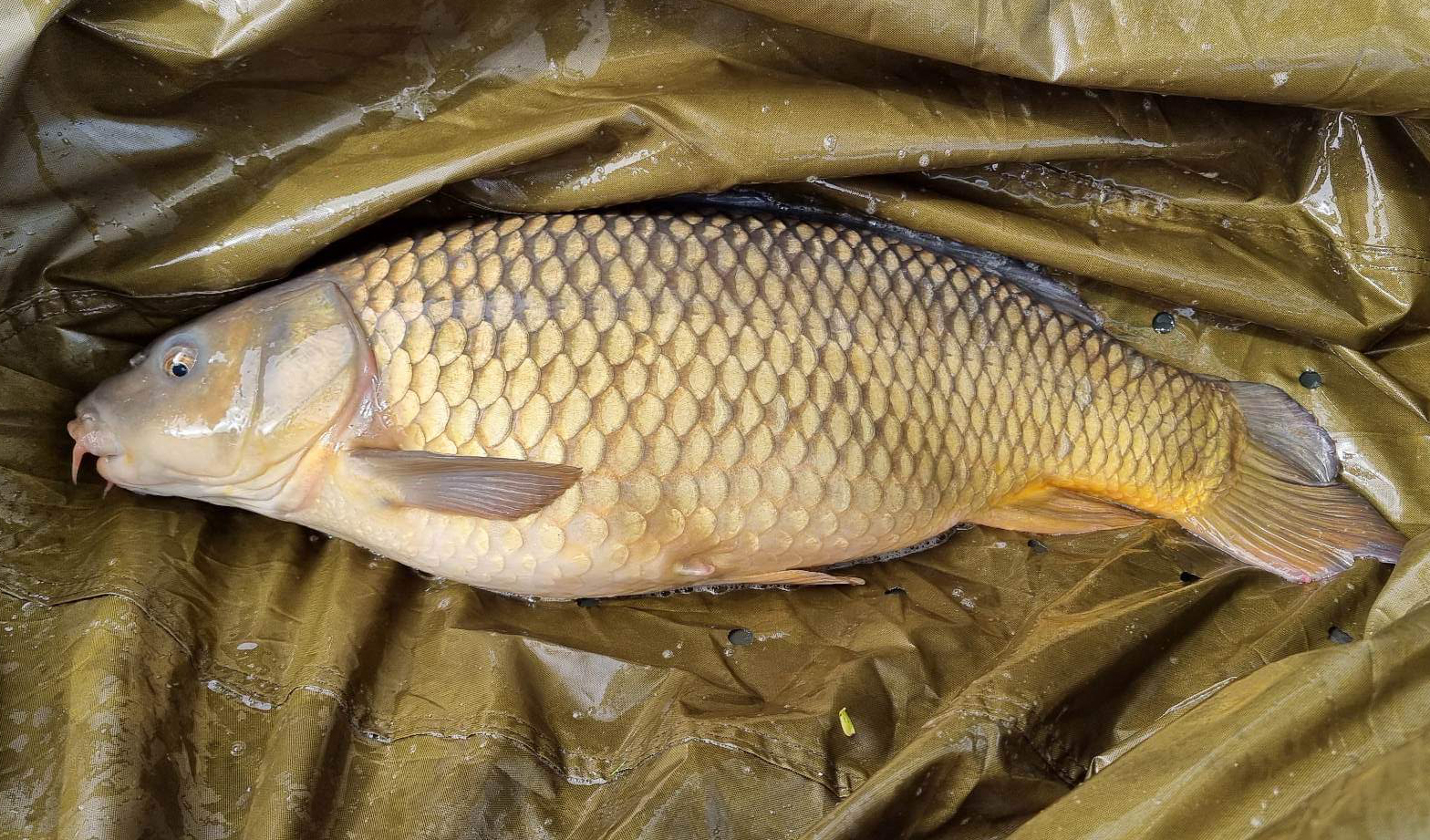 Fish caught at Oak Lake