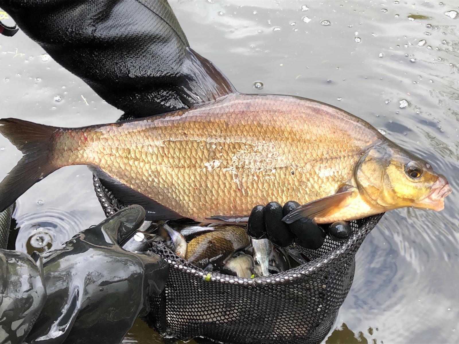 Fish caught at Willow Lake