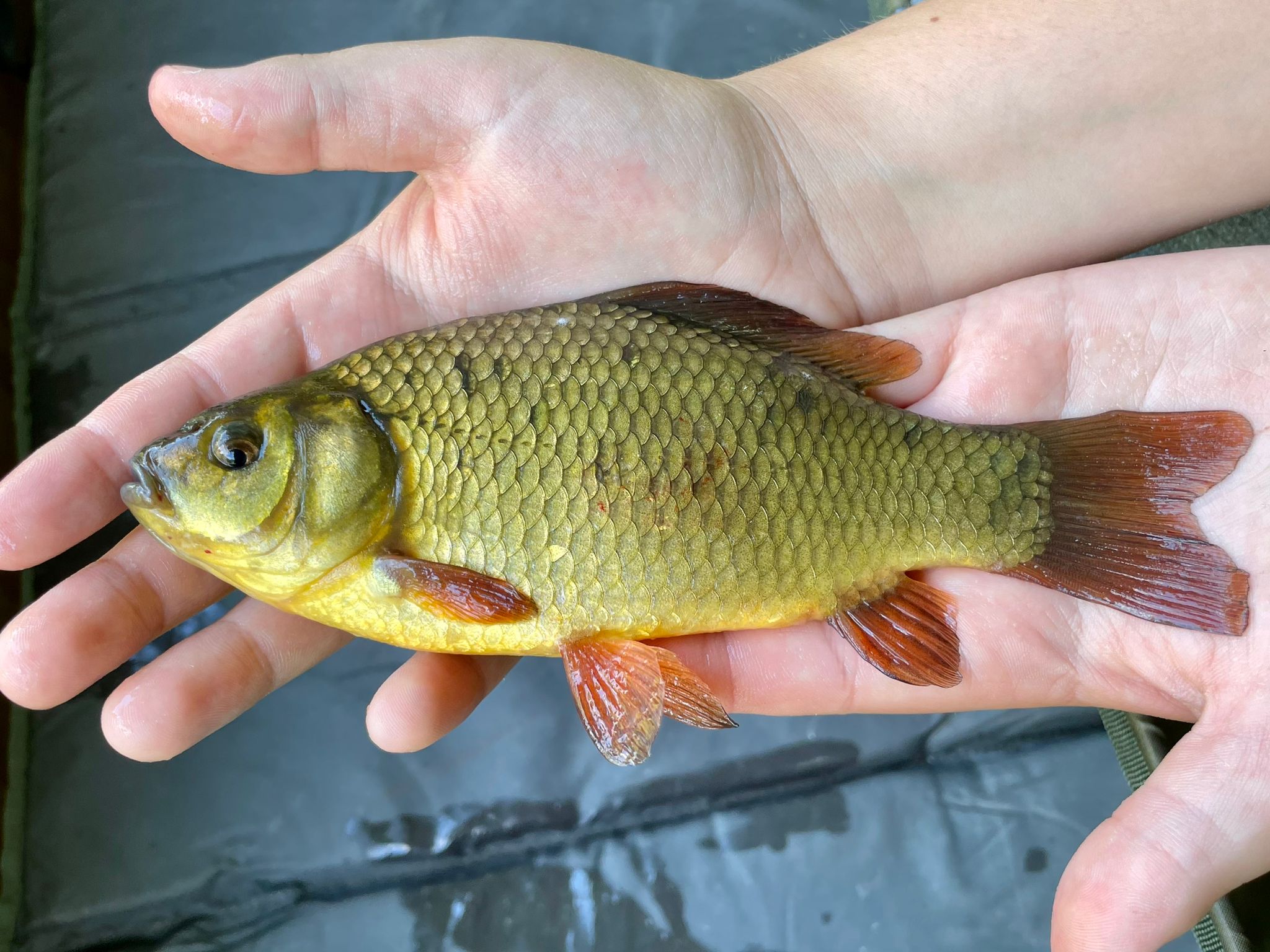 Fish caught at Willow Lake
