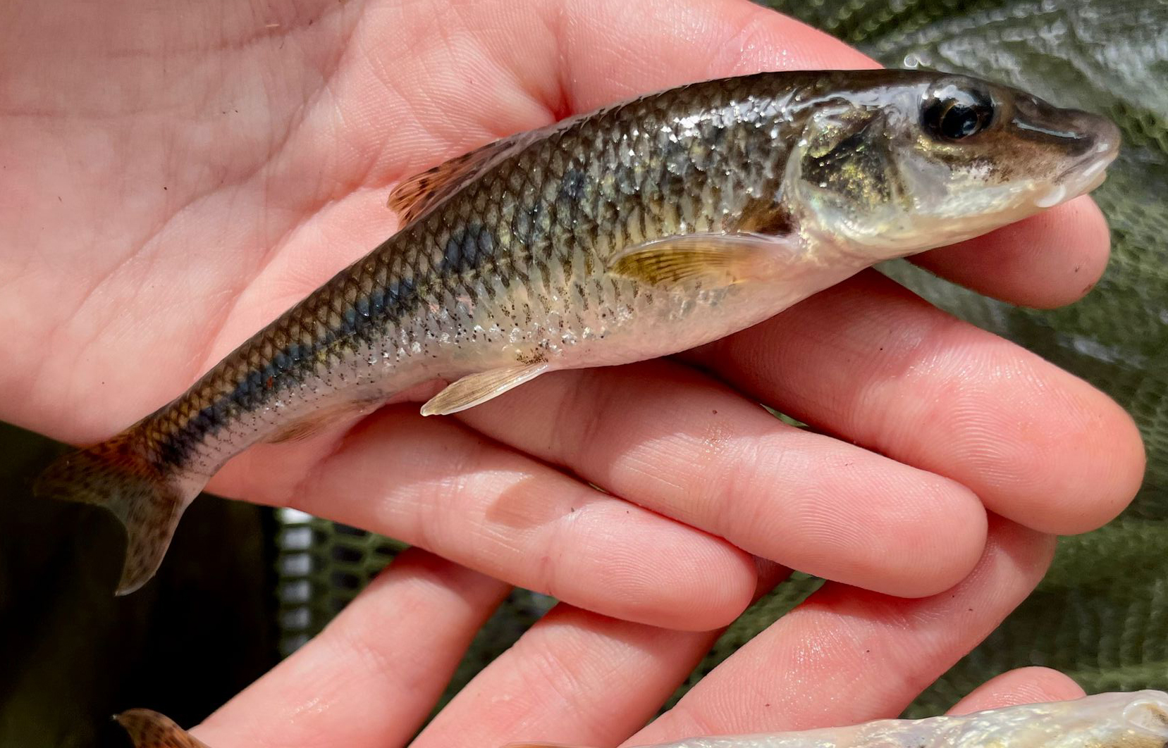 Gudgeon